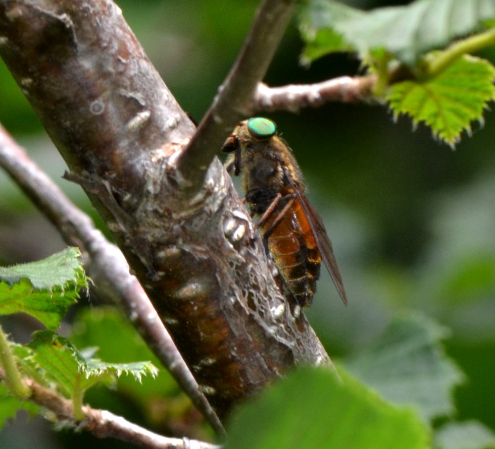 Tabanidae: Hybomitra ciureai